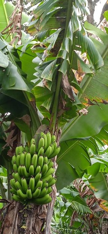 Banana nanica de Minas