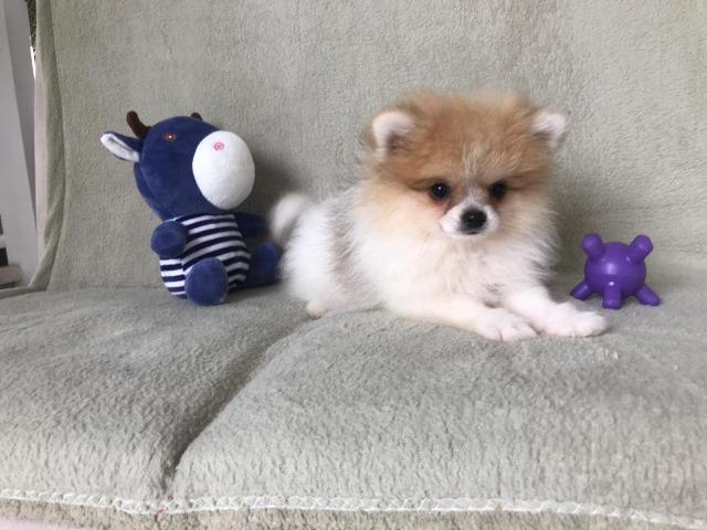 Filhote-lulu da pomerania - Foto 2
