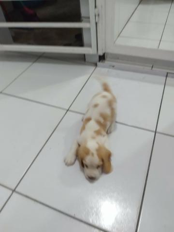 Filhotes Beagle Bicolor - Foto 2