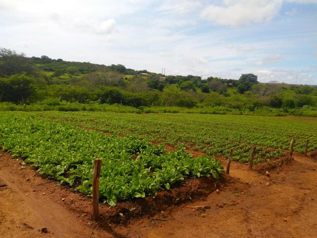 Granja em São Paulo do Potengi com estrutura - Foto 10