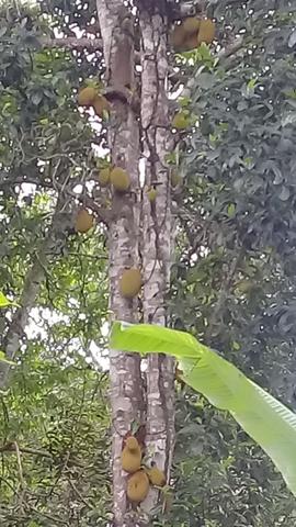 Fazenda pra ser feliz - Foto 4