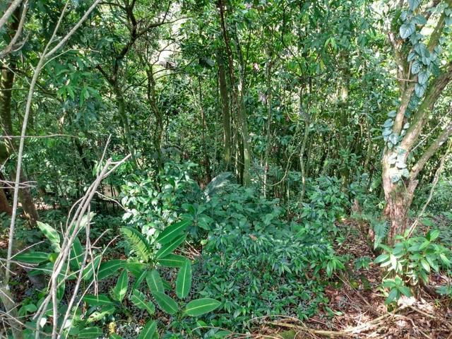 Belíssimo sítio em Guapimirim medindo 5.000m2 oportunidade!!!! - Foto 15