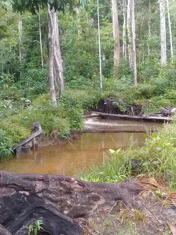 Manacapuru Lindo sitio em, km 69, ramal do Acajatuba com casa mobiliada e igarapé - Foto 18