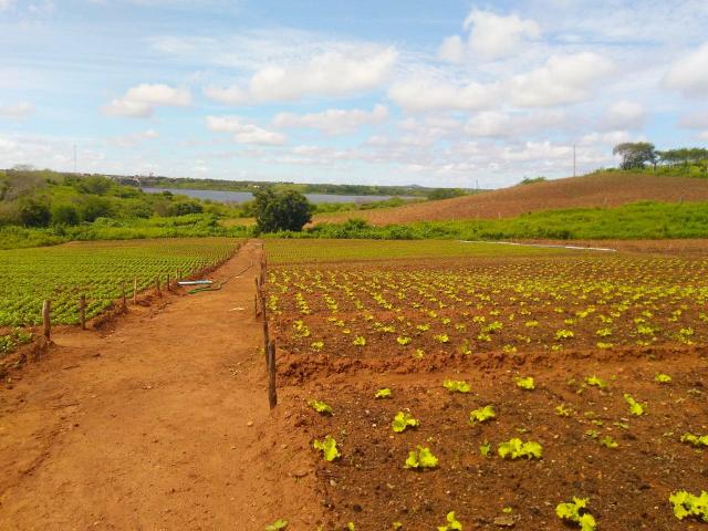 Granja em São Paulo do Potengi com estrutura - Foto 3