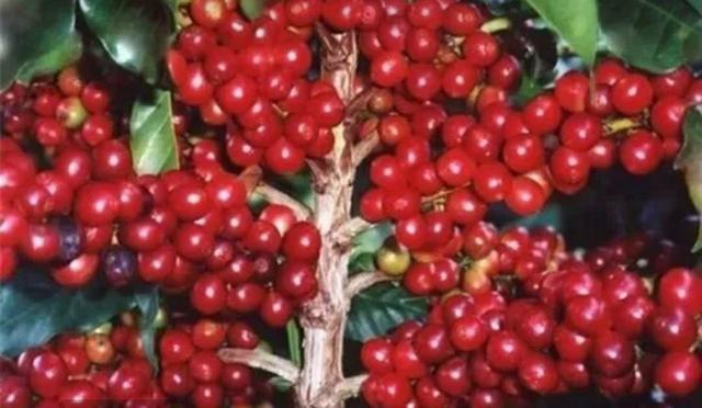 Mudas de café Catuaí - Foto 2