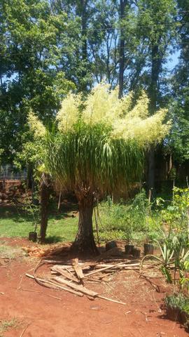 Plantas e jardin - Foto 2