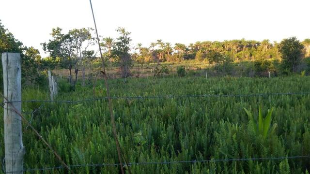 Terreno em Trancoso e Itaipu de dentro