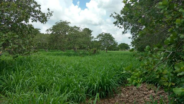 Granja com 8.8 hectares próximo da reta tabajara - Foto 10