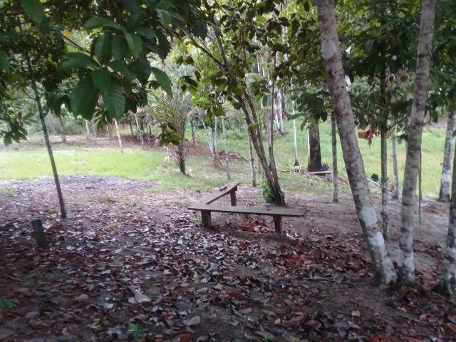 Manacapuru Lindo sitio em, km 69, ramal do Acajatuba com casa mobiliada e igarapé - Foto 13