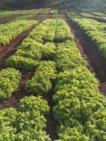 Granja em São Paulo do Potengi com estrutura - Foto 11