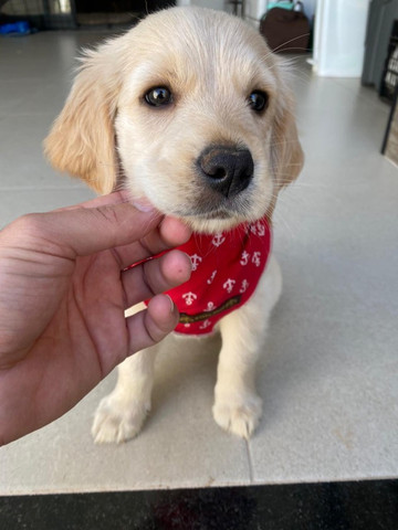 Canil De Golden Retriever Em Campinas Lindo Filhote Golden Retriever Macho Cachorros E Acessorios Centro Campinas 783078367 Olx