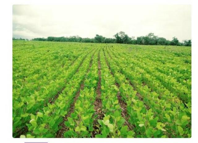 Vendo Fazenda Centro do Maranhão com excelente localização,terra teor argila 40/55% - Foto 10