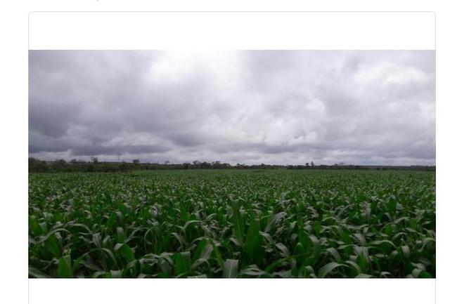 Vendo Fazenda Centro do Maranhão com excelente localização,terra teor argila 40/55% - Foto 2