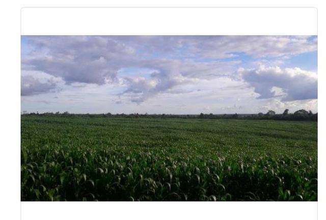 Vendo Fazenda Centro do Maranhão com excelente localização,terra teor argila 40/55%