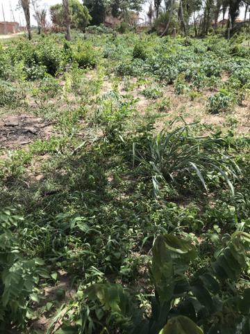 Lote muito barato na Estrada da maioba cohatrac - parcelados - Foto 3
