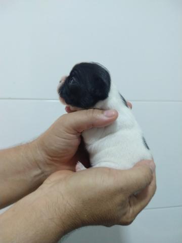 Bulldog Francês Filhotes Raríssimos