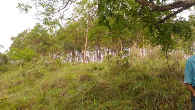 Vende-se Sítio no município de Lagamar 56 Hectares - Foto 16