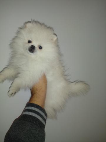Spitz Alemão Anão Branca