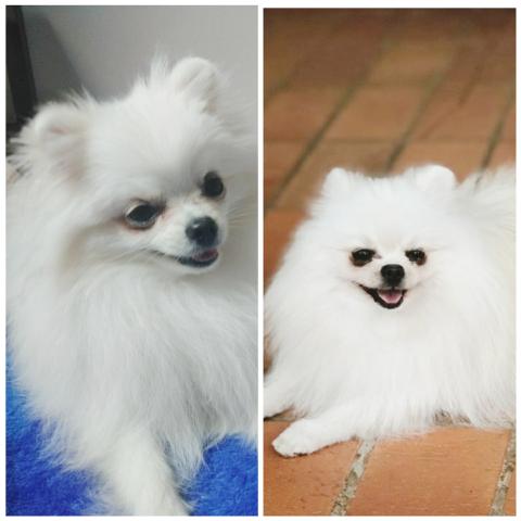 Spitz Alemão Anão Branca - Foto 4