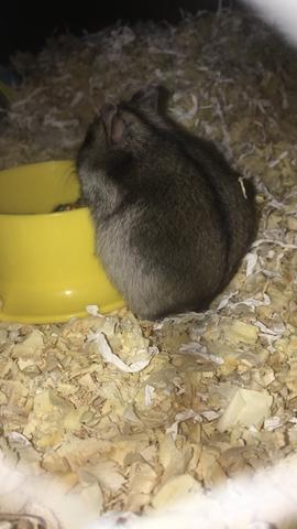 Vendo casal de hamster com gaiolas - Foto 5