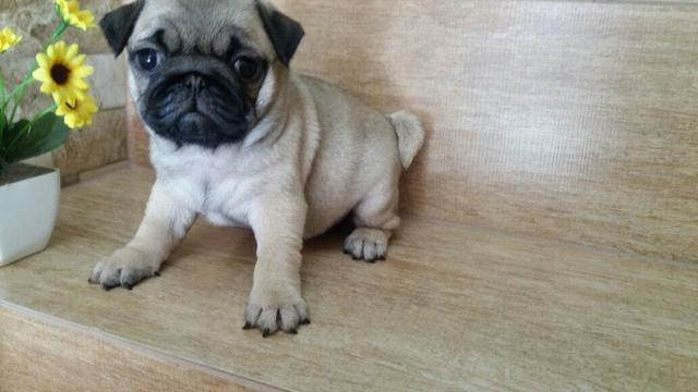Pug fêmea
