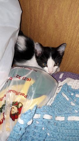 Adoção - Foto 3