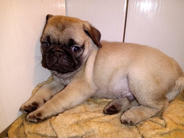 Pug fêmea - Foto 2