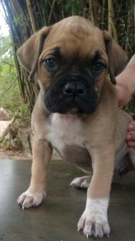 Filhotes de boxer - Foto 2
