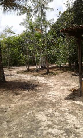 Sítio Santo Antônio do Tauá med.: 180 x 800 só R$ 150 mil - Foto 13