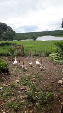 Fazenda com 380 hectares na região de macaiba