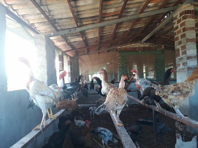 Granja estruturada em lagoa salgada 100% irrigada - Foto 12