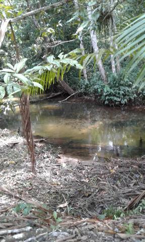 Sítio Santo Antônio do Tauá med.: 180 x 800 só R$ 150 mil - Foto 11