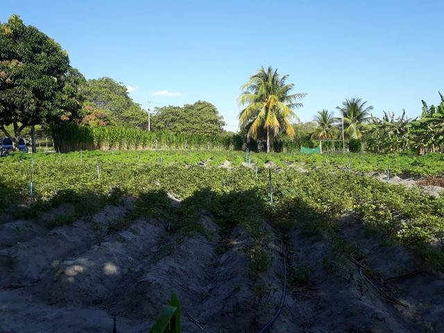 Granja estruturada em lagoa salgada 100% irrigada