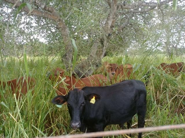 Granja com 8.8 hectares próximo da reta tabajara - Foto 6