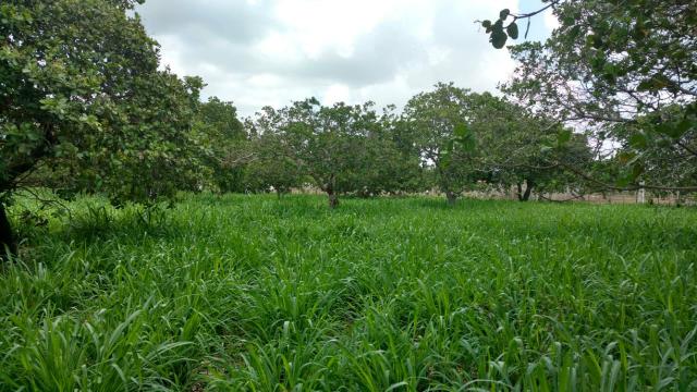 Granja com 8.8 hectares próximo da reta tabajara - Foto 13