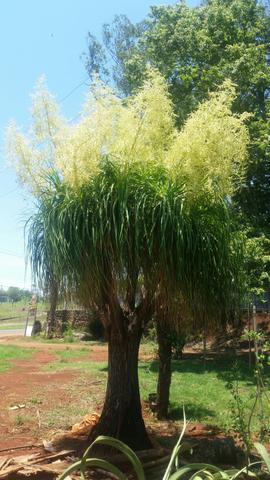 Plantas e jardin - Foto 3