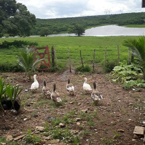 Fazenda com 380 hectares na região de macaiba - Foto 2