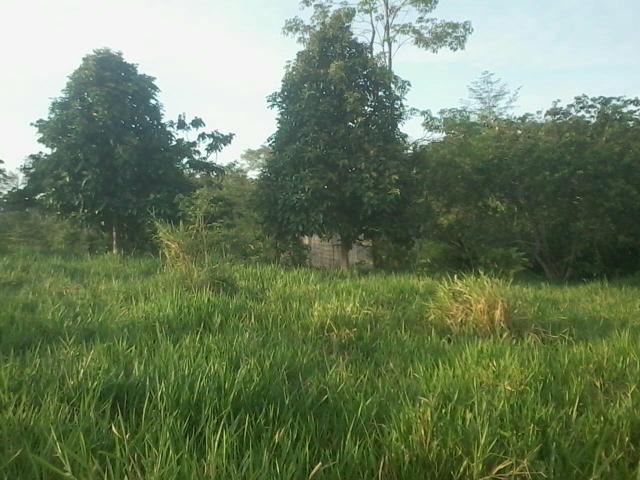 Propriedade Rural 84 Hectares com Título Definitivo - Foto 9