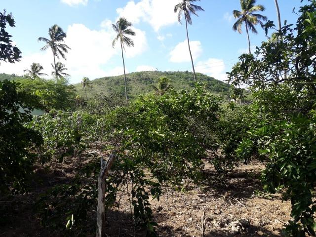 Ótima propriedade de 1.5 hectare, a 7 km da BR de Pombos-PE - Foto 5