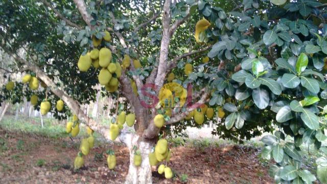 Chácara à venda, 20 hectares por r$ 1.500.000 - br-343 - altos/pi - Foto 7