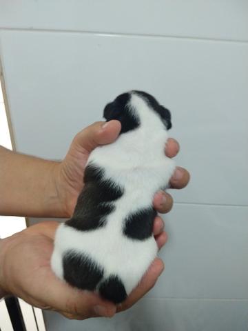 Bulldog Francês Filhotes Raríssimos - Foto 4