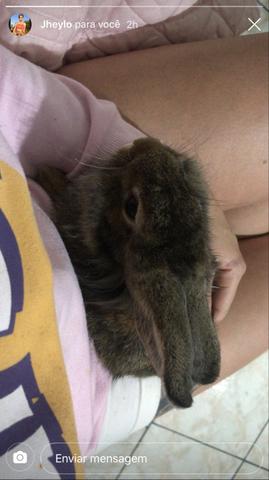Coelho 4 meses