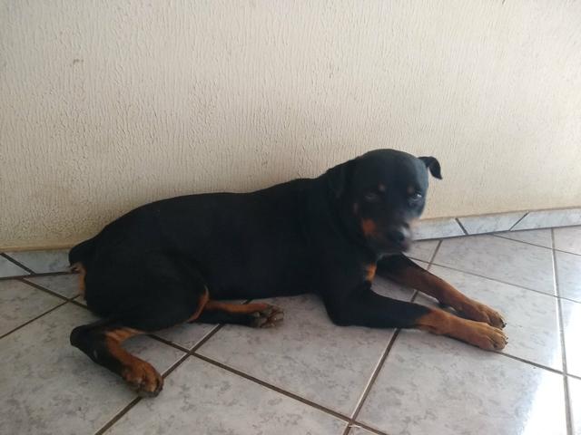 Rottweiler 12 meses - Foto 4