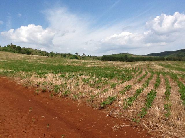 Fazenda de 68 Alqueires . 44 alqueires Mecanizados .Mil Sacas de Soja por Alqueire - Foto 20