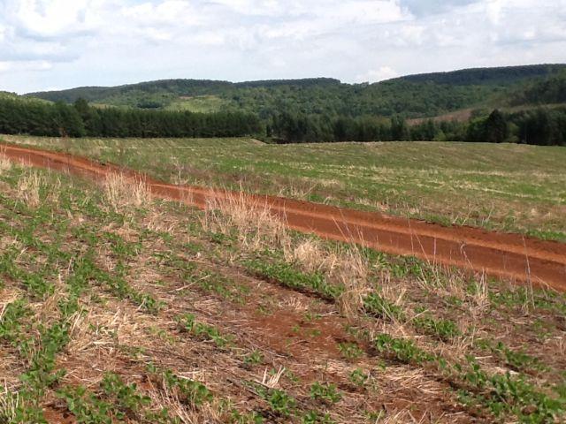 Fazenda de 68 Alqueires . 44 alqueires Mecanizados .Mil Sacas de Soja por Alqueire - Foto 18