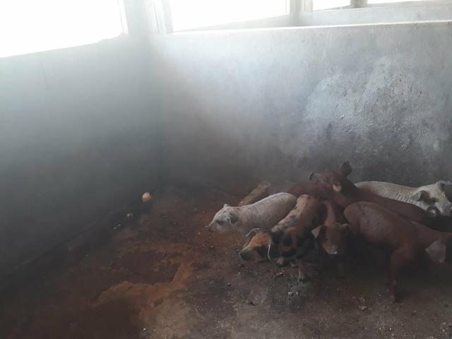 Granja estruturada em lagoa salgada 100% irrigada - Foto 14