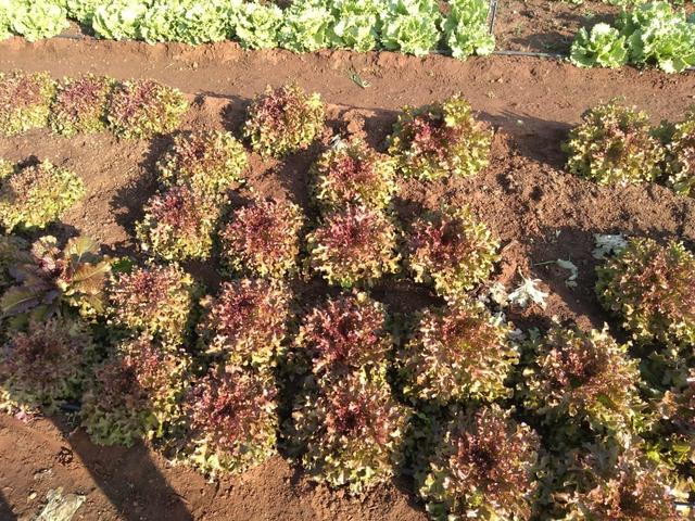 Granja em São Paulo do Potengi com estrutura - Foto 4