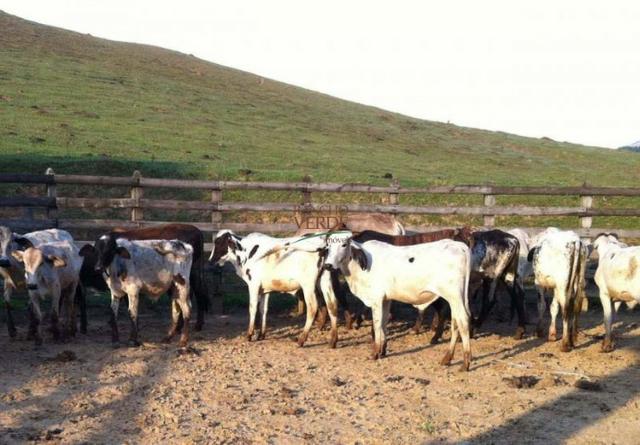 Oportunidade única!!! Fazenda documentada - Cód 1505 - Foto 11
