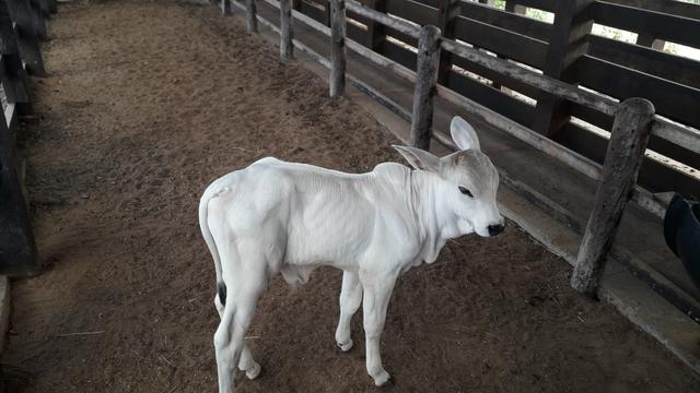 Fazenda em Iaçu-Ba - Foto 10