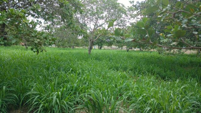 Granja com 8.8 hectares próximo da reta tabajara - Foto 16